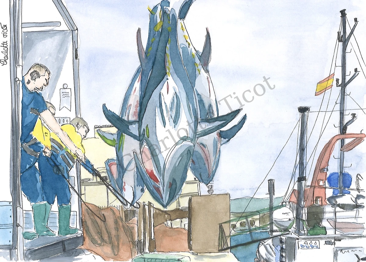 Le thon rouge de Barbate, illustration à l'aquarelle